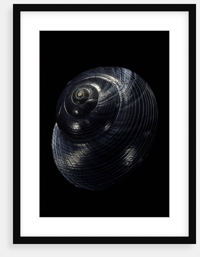 Photinula caerulescens by Anonymous