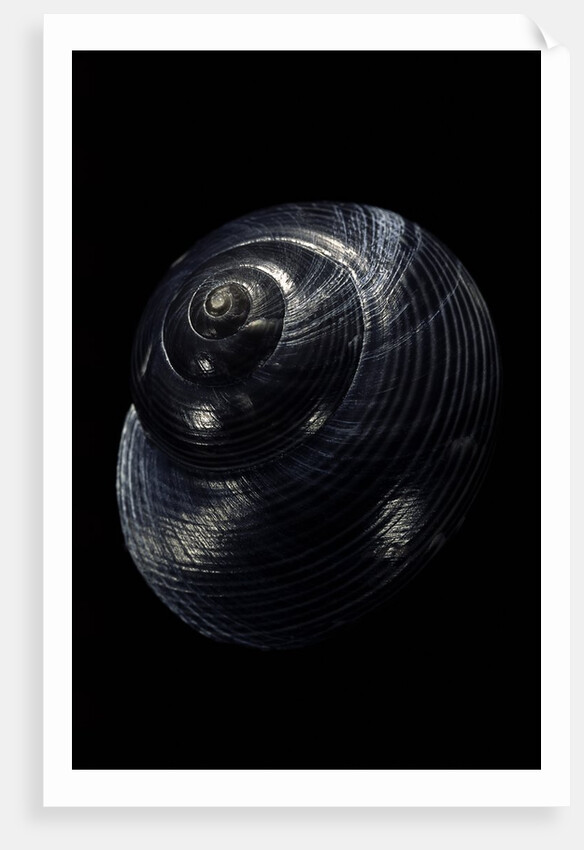 Photinula caerulescens by Anonymous