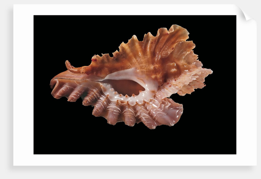 Pterynotus phyllopterus by Anonymous