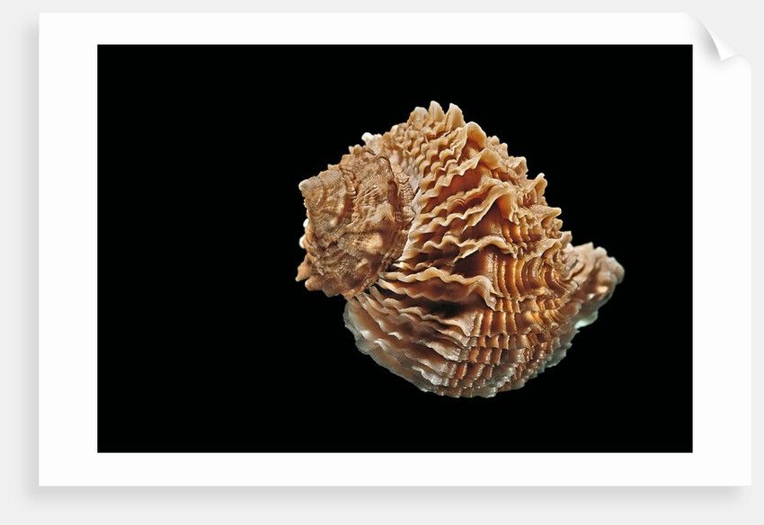 Rapana bezoar by Anonymous