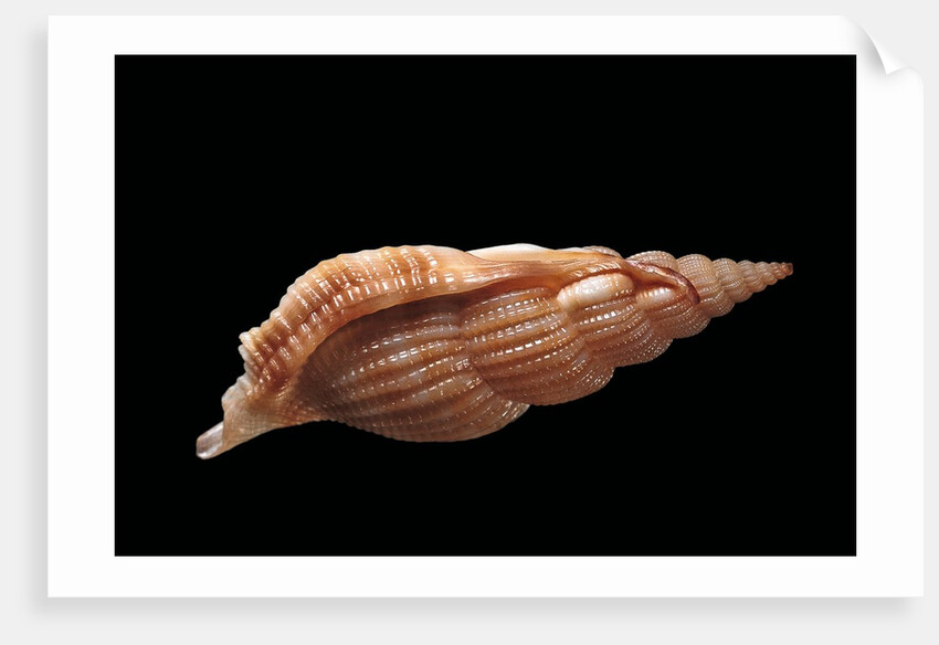 Rimella cancellata by Anonymous