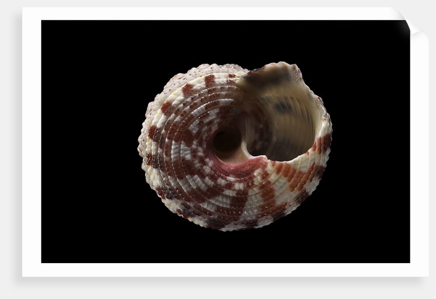 Rubritrochus pulcherrimus by Anonymous