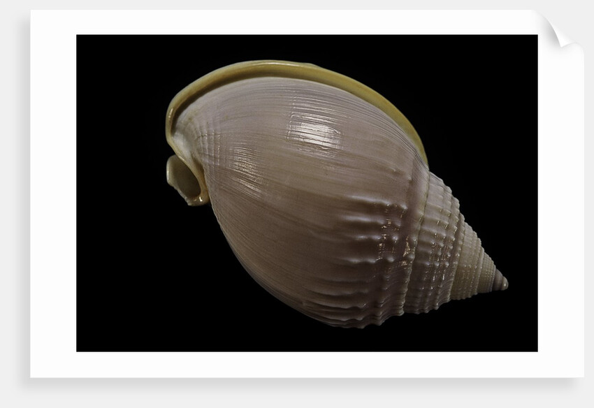 Semicassis semigranosum by Anonymous