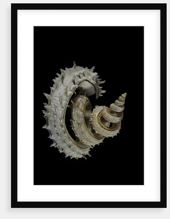 Siliquaria anguina by Anonymous