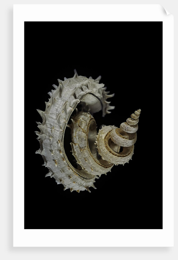 Siliquaria anguina by Anonymous