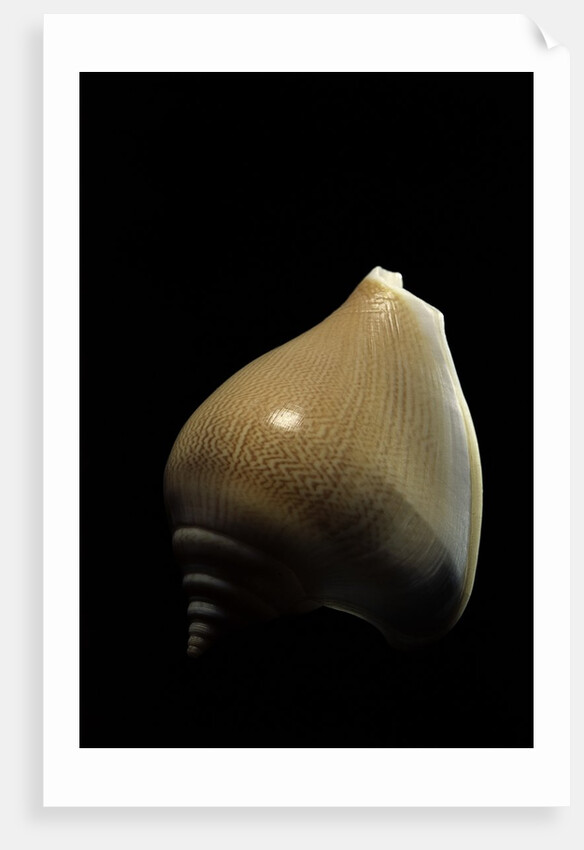 Strombus canarium by Anonymous