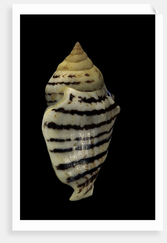 Strombus fasciatus elegans by Anonymous