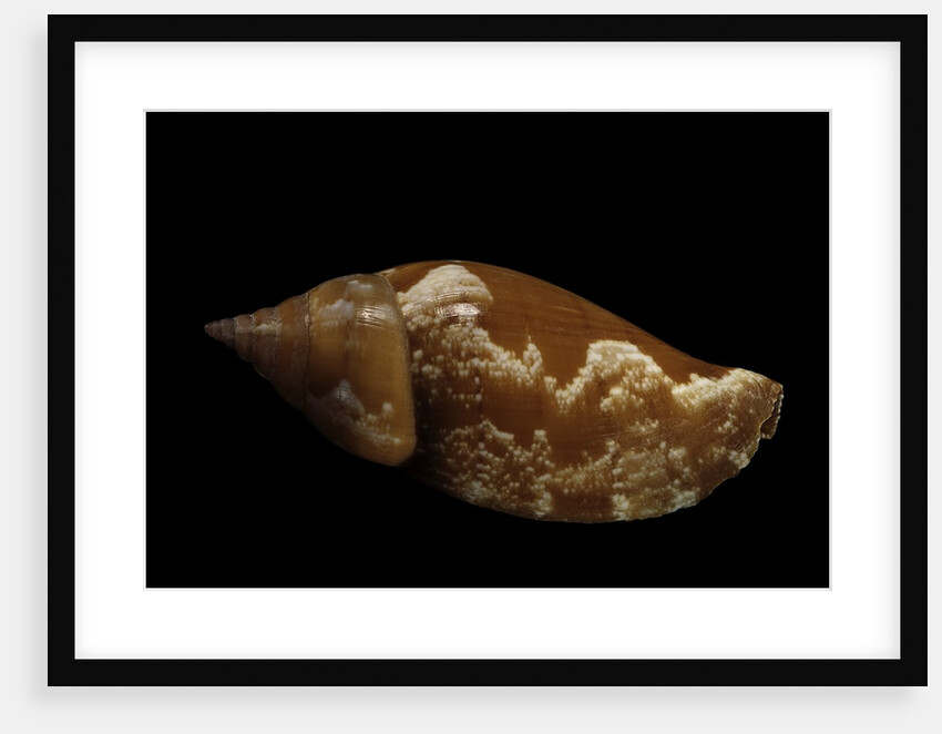 Strombus fragilis by Anonymous