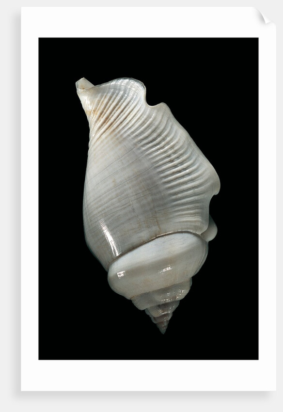 Strombus gibberulus albus by Anonymous