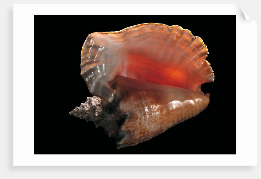 Strombus gigas by Anonymous