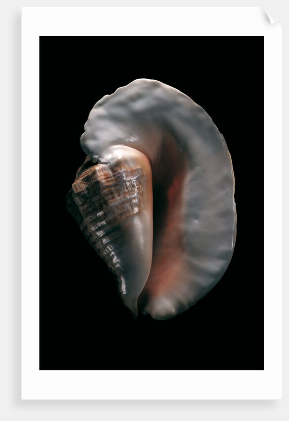 Strombus goliath by Anonymous