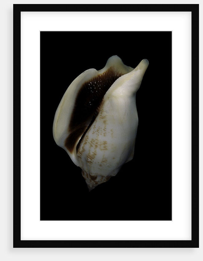 Strombus kleckamae boholensis by Anonymous