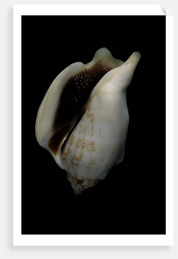 Strombus kleckamae boholensis by Anonymous