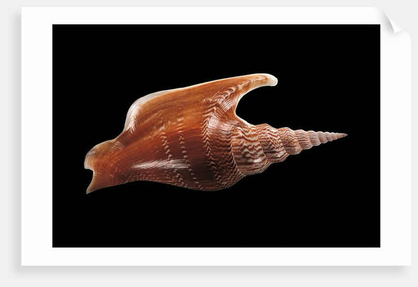 Strombus listeri by Anonymous