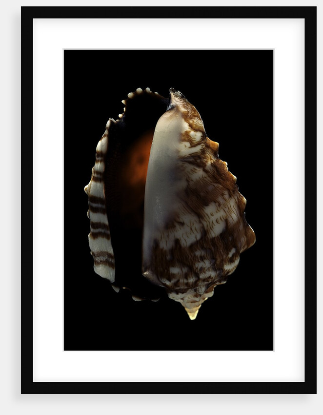 Strombus pipus by Anonymous