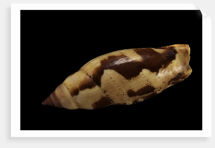 Strombus terebellatus by Anonymous