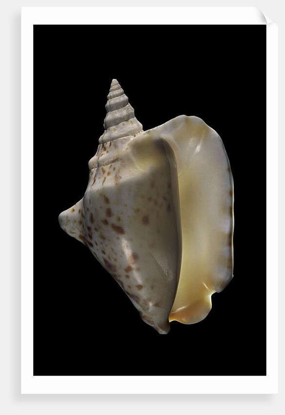 Strombus thersites by Anonymous