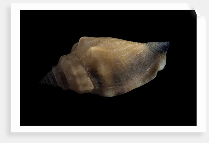 Strombus urceus by Anonymous