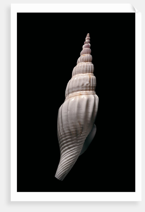 Strombus vittatus vittatus by Anonymous