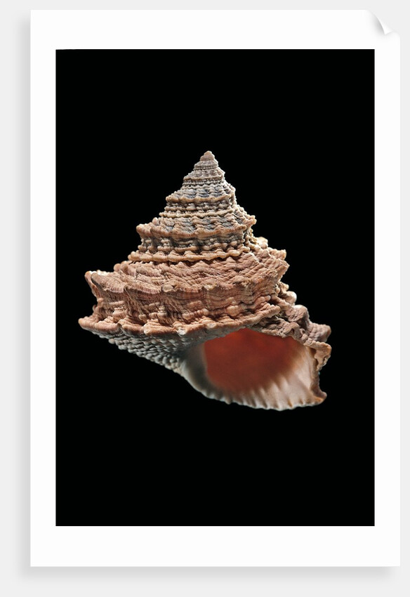 Tectarius pagodus by Anonymous