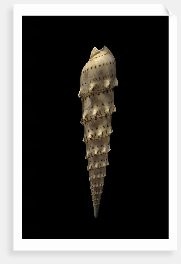 Terebra crenulata by Anonymous