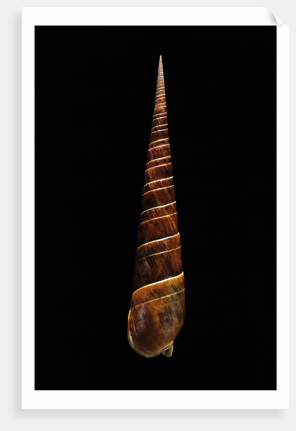 Terebra dimidiata by Anonymous
