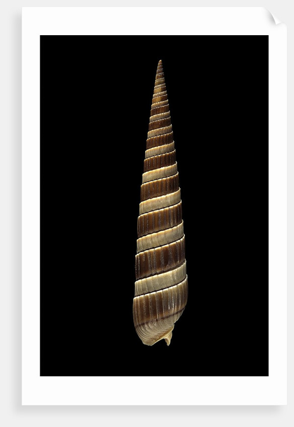 Terebra duplicata by Anonymous