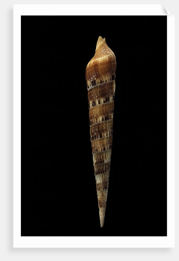 Terebra pertusa by Anonymous