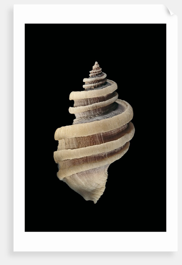 Thais cingulata by Anonymous