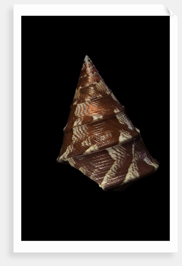 Thalotia chlorostoma by Anonymous