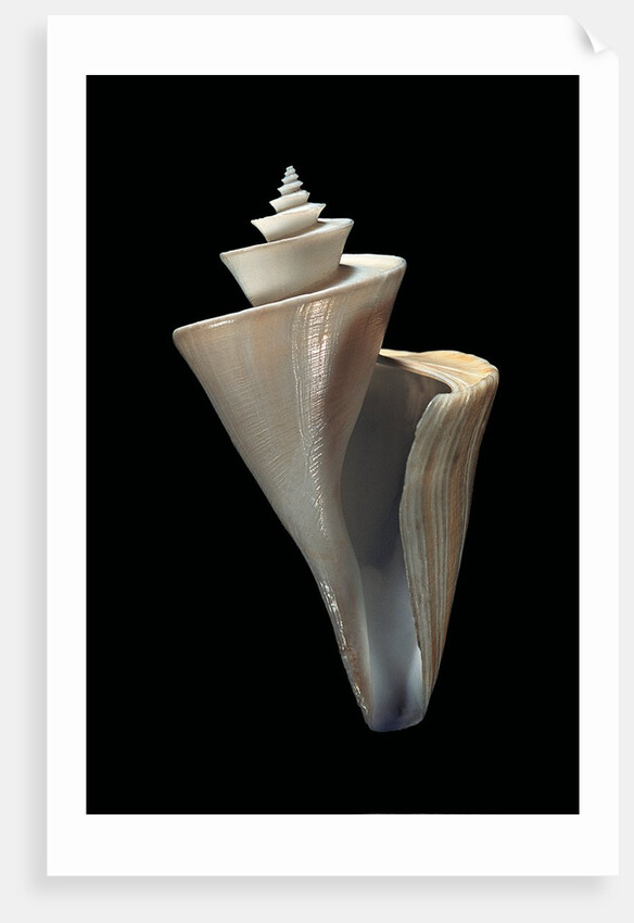 Thatcheria mirabilis by Anonymous