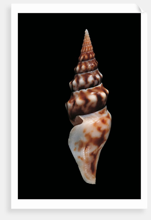Tiariturris spectabilis by Anonymous