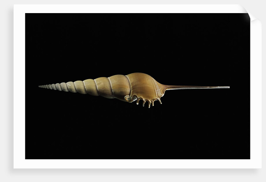 Tibia fusus by Anonymous