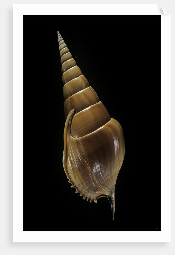 Tibia insulaechorab by Anonymous