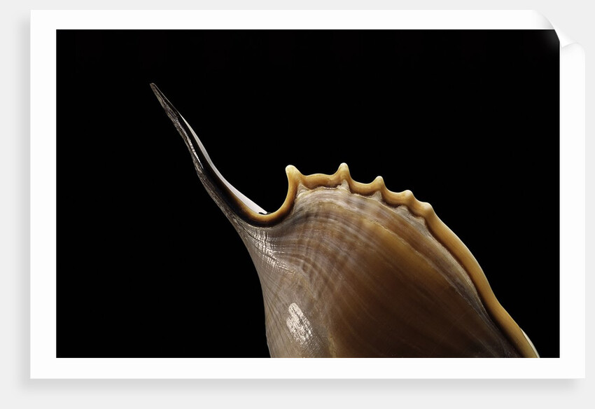 Tibia insulaechorab by Anonymous