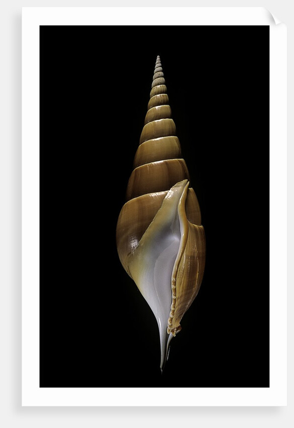 Tibia insulaechorab by Anonymous