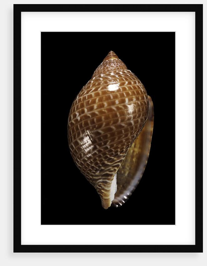 Tonna perdix by Anonymous
