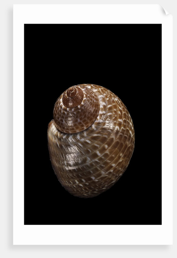 Tonna perdix by Anonymous