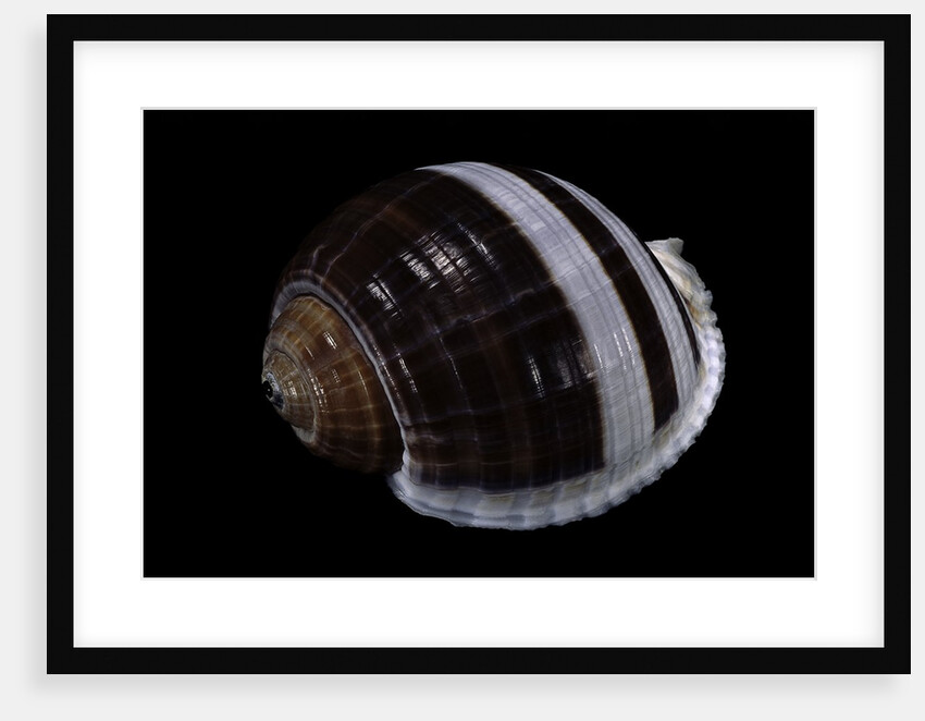 Tonna sulcosa by Anonymous