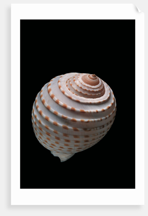 Tonna tessellata by Anonymous