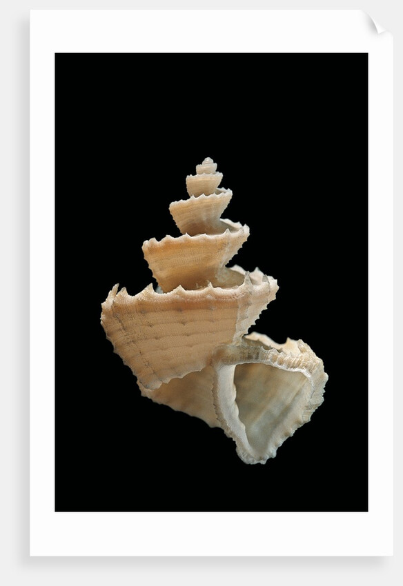 Trigonostoma pellucida by Anonymous