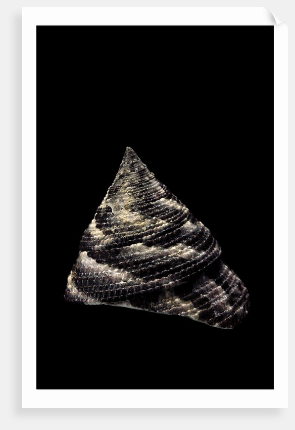 Trochus maculatus by Anonymous