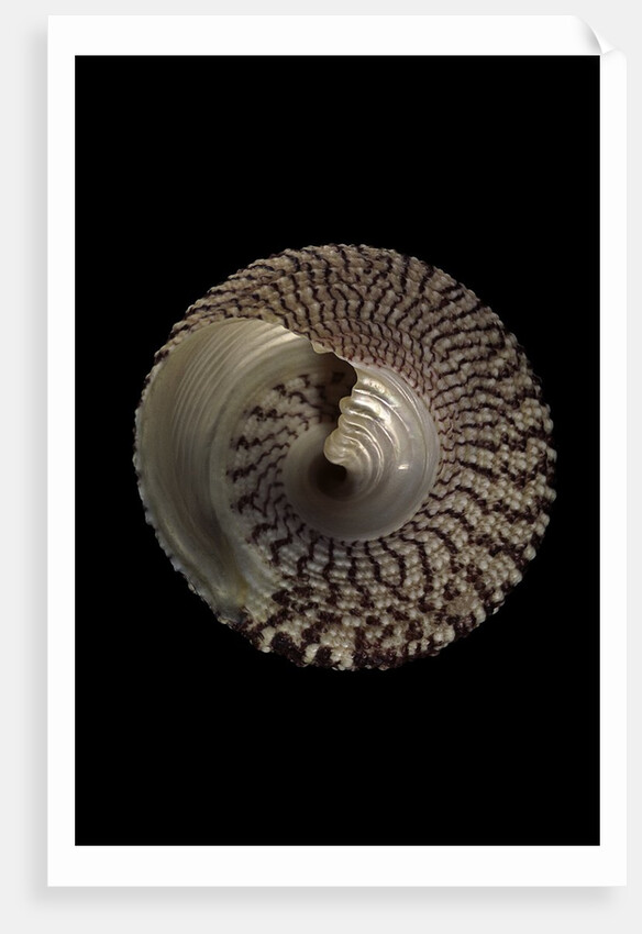 Trochus maculatus by Anonymous