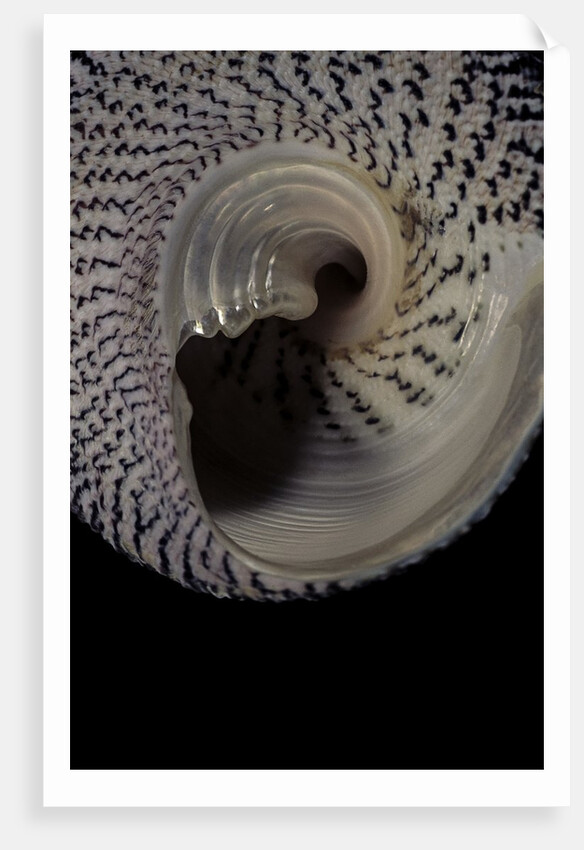 Trochus maculatus by Anonymous