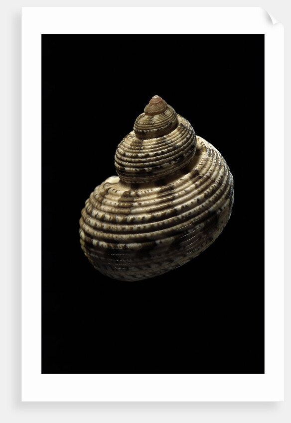 Turbo canaliculatus by Anonymous