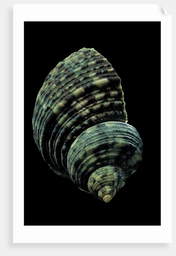 Turbo chrysostomus by Anonymous