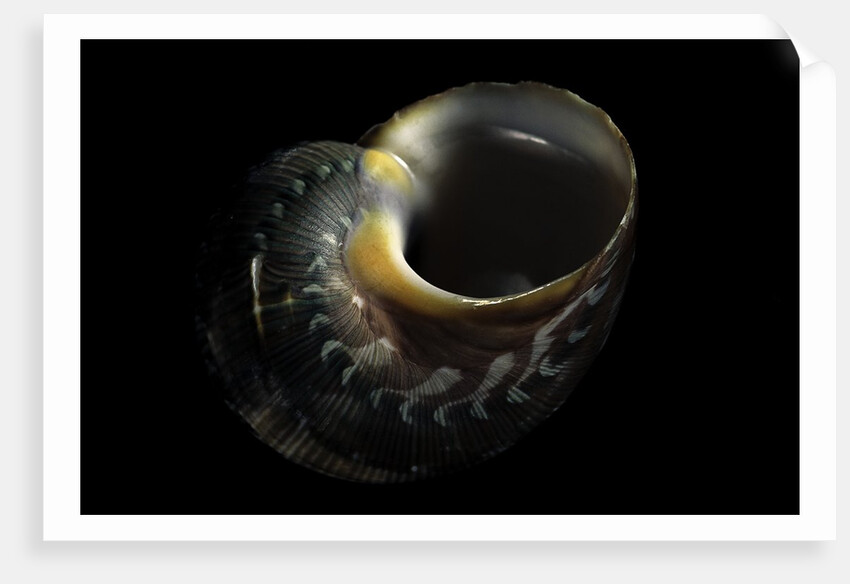 Turbo petholatus by Anonymous