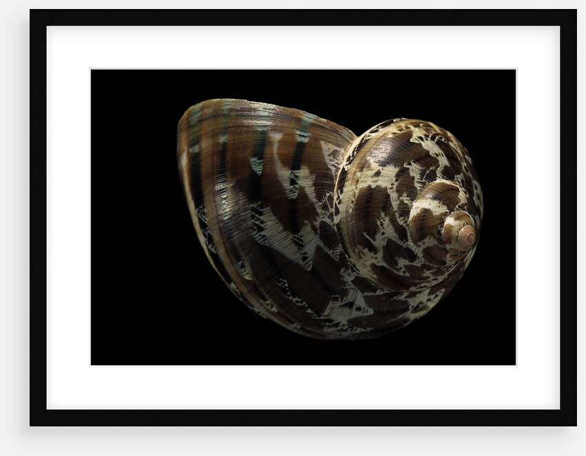 Turbo petholatus by Anonymous
