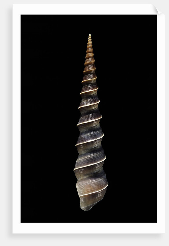 Turritella terebra by Anonymous