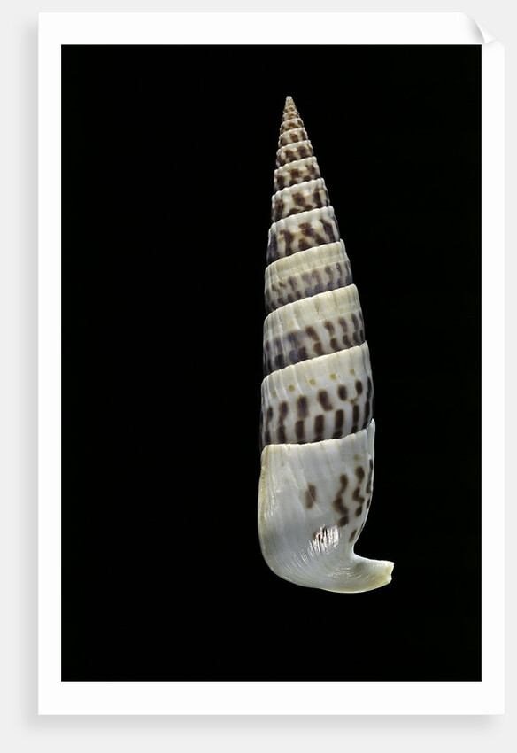 Vertagus fasciatus by Anonymous